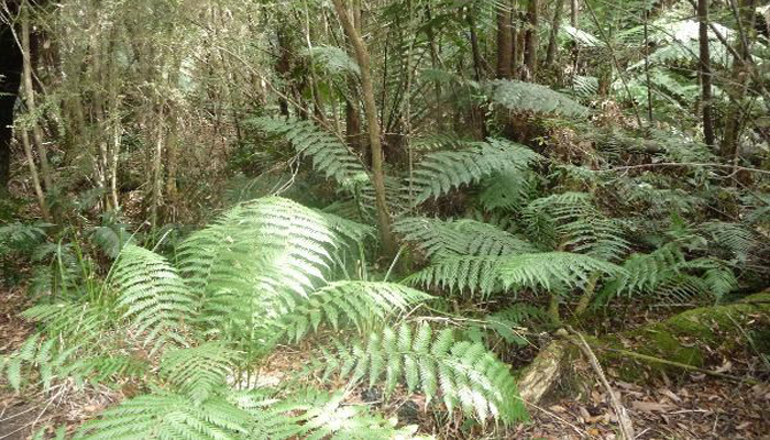 Jackass Fern Gully